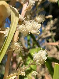 Yellow Beaucarnea Recurvata Flower seeds for Planting - Bright Blooms, Heirloom & GMO Free Seeds for Home Garden