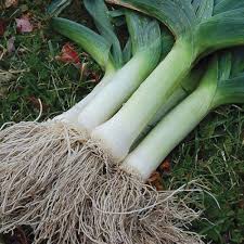 Green Saint Victor Vegetable Seeds for Planting