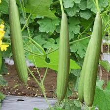 Sponge Gourd Vegetable Seeds for Easy Planting