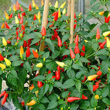 Mixed Chili Vegetable Planting Seeds