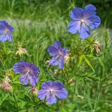 Cranesbill Flower seeds for Planting - Premium Quality, Heirloom & GMO Free Seeds for Home Garden