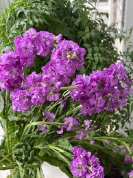 Violet Matthiola Flower seeds for Planting - Sun Loving, Heirloom & GMO Free Seeds for Home Garden