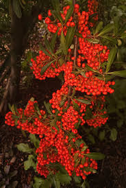 Red Pyracantha Fortuneana Flower seeds for Planting - Colorful Display, Heirloom & GMO Free Seeds for Home Garden