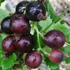 Jostaberry Seeds for Planting | Unique Hybrid Fruit Planting Seeds