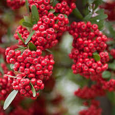 Red Pyracantha Fortuneana Flower seeds for Planting - Colorful Display, Heirloom & GMO Free Seeds for Home Garden
