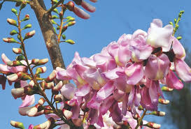 Pale Pink Gliricidia Sepium Flower seeds for Planting - Bright Blooms, Heirloom & GMO Free Seeds for Home Garden