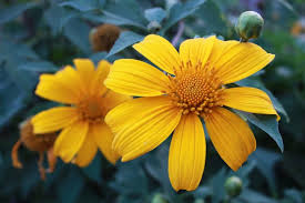 Yellow Tithonia Diversifolia Giant Sunflower Tree Seeds  Planting Tips Included
