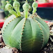 Green Euphorbia Obesa Flower seeds for Planting - Perfect for Borders, Heirloom & GMO Free Seeds for Home Garden