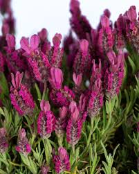 Red Lavender Planting Seeds for Beautiful Blooms