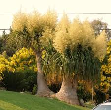 Yellow Beaucarnea Recurvata Flower seeds for Planting - Bright Blooms, Heirloom & GMO Free Seeds for Home Garden
