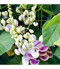 Corkscrew Vine Planting Seeds for Stunning Climbing Blooms