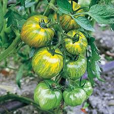 Green Zebra Tomato Seeds for Planting  Heirloom Vegetable Garden Seeds