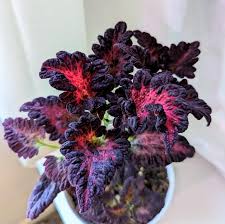 Coleus : Black Dragon Lulu Certified Coleus Seeds