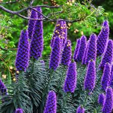 Purple Madeira Flower Seeds for Planting - Vibrant Blooms