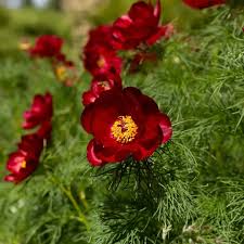 Paeonia Tenuifolia Flower seeds for Planting - Shade Tolerant, Heirloom & GMO Free Seeds for Home Garden