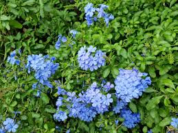 Plumbago Flower seeds for Planting - Cut Flower Favorite, Heirloom & GMO Free Seeds for Home Garden
