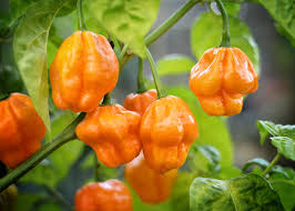 Mixed Habanero Seeds for Planting  Perfect for Your Garden