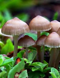 Mushroom Seeds for Vegetable Gardens