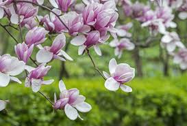 Magnolia Flower Planting Seeds - Grow Stunning Blooms in Your Garden