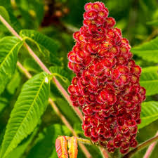 Green Staghorn Sumac Seeds - Perfect for Tree Planting