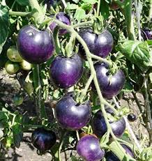 Blue Tomato Vegetable Seeds for Garden Planting