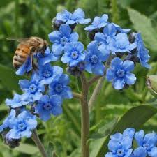 Cynoglossum Flower seeds for Planting - Hardy Variety, Heirloom & GMO Free Seeds for Home Garden