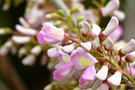 Pale Pink Gliricidia Sepium Flower seeds for Planting - Bright Blooms, Heirloom & GMO Free Seeds for Home Garden