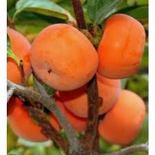 Diospyros Kaki Seeds for Planting