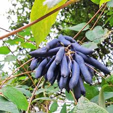 Blue Sausage Fruit Seeds for Planting  Premium Quality