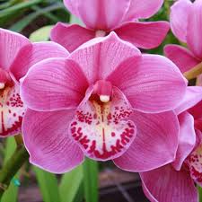 Red Cymbidium Flower seeds for Planting - Drought Tolerant, Heirloom & GMO Free Seeds for Home Garden