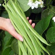 Mogettes Bean Seeds for Planting