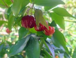 Pitanga Fruit Seeds for Planting  Grow Your Own Tropical Harvest