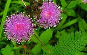 Lavender Mimosa Pudica Flower seeds for Planting - Easy to Grow, Heirloom & GMO Free Seeds for Home Garden