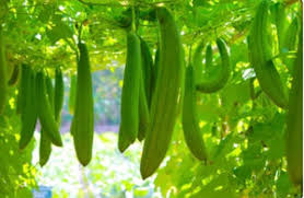 Sponge Gourd Vegetable Seeds for Easy Planting