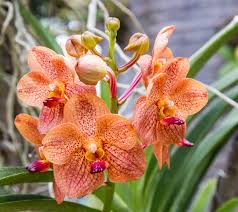 Orange Paphiopedilum Planting Seeds - Perfect for Indoor & Shaded Gardens