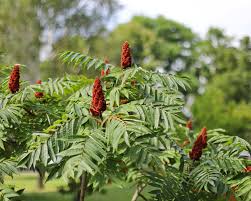 Green Staghorn Sumac Seeds - Perfect for Tree Planting