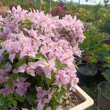 White Pink Bougainvillea Flower Seeds for Planting  Seed for Vibrant and Lush Blooms
