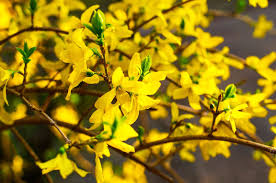 Yellow Trifoliate Forsythia Plant Seeds Planting