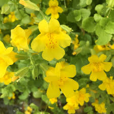 Yellow Mimulus Guttatus Flower Seeds for Planting