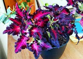 Coleus : Black Dragon Lulu Certified Coleus Seeds