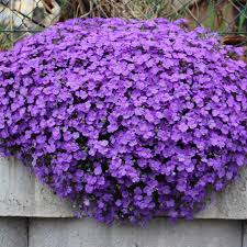 Purple Aubrieta Cascade Flower seeds for Planting - Shade Tolerant, Heirloom & GMO Free Seeds for Home Garden