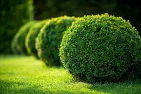 Wintergreen Japanese Boxwood Hedge Seeds (Buxus microphylla)