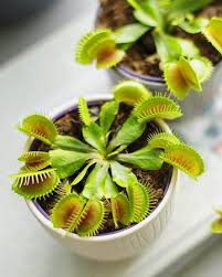 Venus Fly Trap Flower Seeds - Parrot Green: Unique Carnivorous Planting Seeds for Enthusiasts and Gardeners