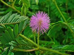 Lavender Mimosa Pudica Flower seeds for Planting - Easy to Grow, Heirloom & GMO Free Seeds for Home Garden