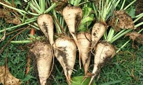 White Sugar Beet Seeds for Vegetable Planting