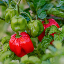 Red Bonnet Vegetable Seeds for Easy Planting