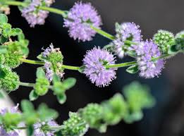 Purple Pulegium Flower seeds for Planting - Sun Loving, Heirloom & GMO Free Seeds for Home Garden