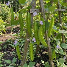 Winged Bean Planting Vegetable Seeds  Seed for High-Yielding