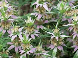 Purple Monarda Punctata Flower seeds for Planting - Seasonal Bloomer, Heirloom & GMO Free Seeds for Home Garden