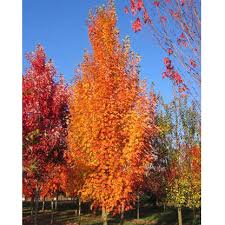 Orange Pyrus Calleryana Tree Planting Seeds